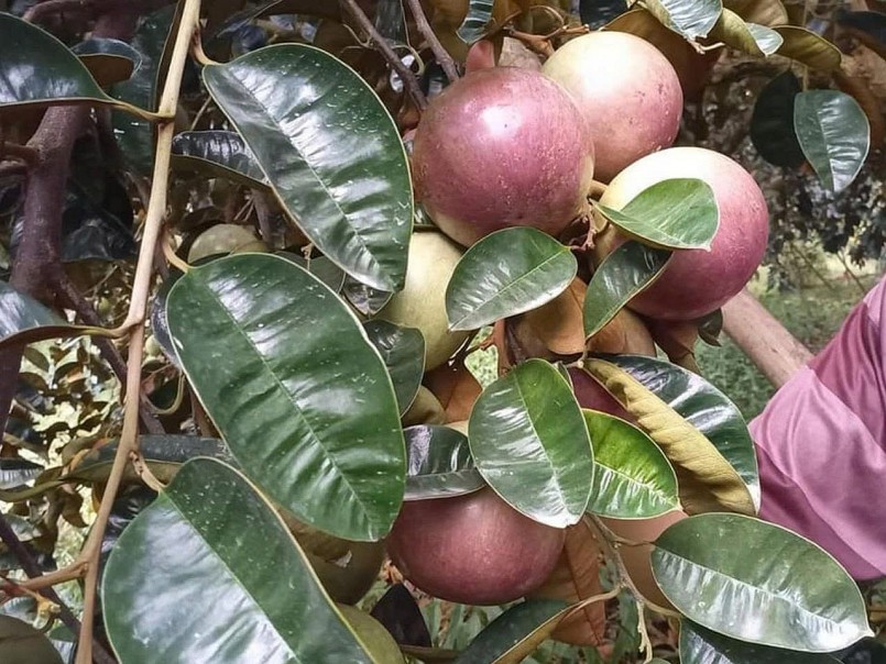 Từ vườn hữu cơ đến siêu thị Mỹ: Hành trình xanh của vú sữa Việt