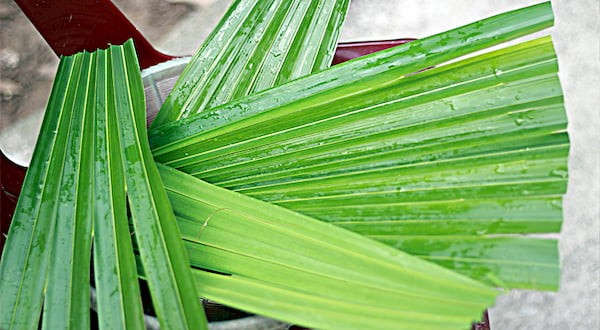 Thơm dẻo cơm nắm lá cọ - Gói trọn tinh hoa ẩm thực đất Tổ