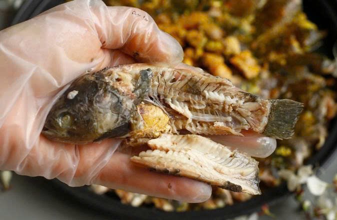 Canh cá Quỳnh Côi – Từ bát canh quê hóa hương vị thương nhớ