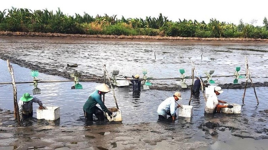 Nghịch lý tôm càng xanh An Giang: Sản xuất sạch, sản lượng lớn, vì sao lợi nhuận mỏng?