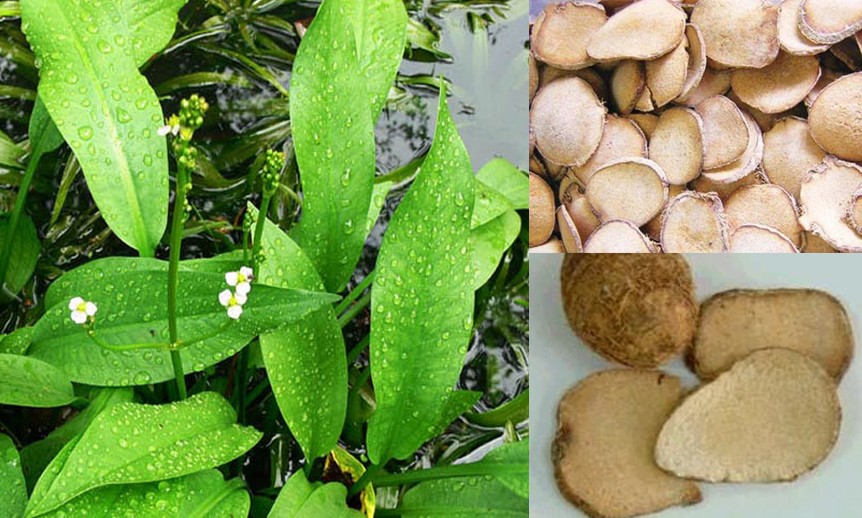 Trạch tả - Dược liệu quý trong y học cổ truyền Trạch tả - Dược liệu quý trong y học cổ truyền