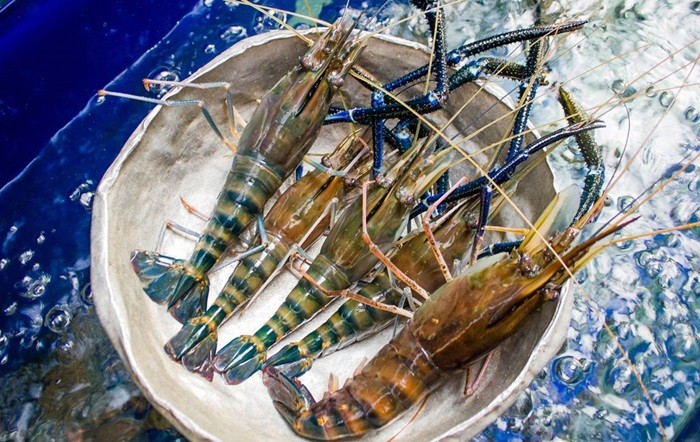 Nghịch lý tôm càng xanh An Giang: Sản xuất sạch, sản lượng lớn, vì sao lợi nhuận mỏng?