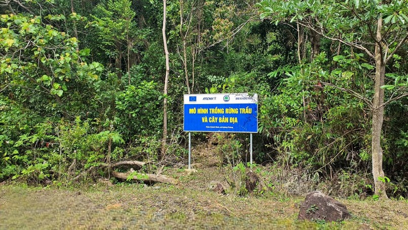 Mô hình trồng rừng trẩu và cây bản địa do MCNV hỗ trợ tại xã Hướng Phùng - Ảnh: L.A