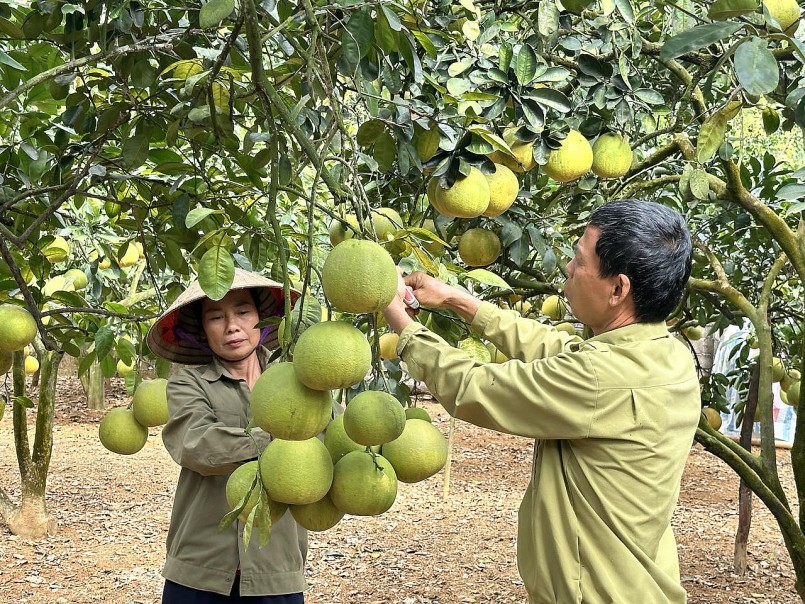 Chiến lược nào để bưởi Đoan Hùng vượt rào cản tiêu chuẩn, vươn ra thế giới? Chiến lược nào để bưởi Đoan Hùng vượt rào cản tiêu chuẩn, vươn ra thế giới?