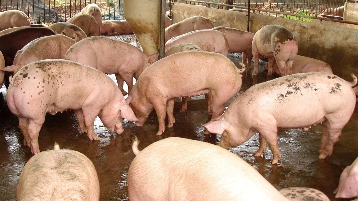 Thị trường heo hơi hạ nhiệt, mức thấp nhất 48.000 đồng/kg