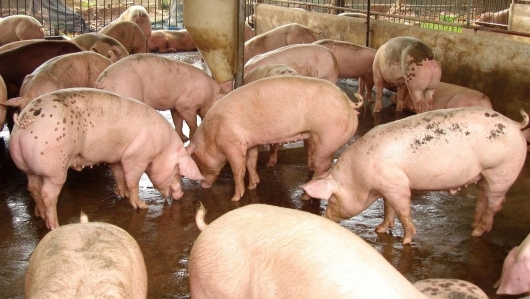 Thị trường heo hơi hạ nhiệt, mức thấp nhất 48.000 đồng/kg