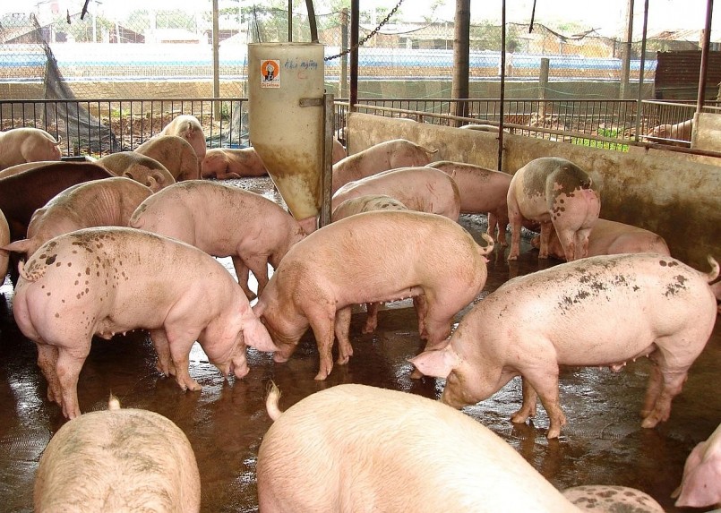 Giá heo hơi đồng loạt giảm trên cả nước