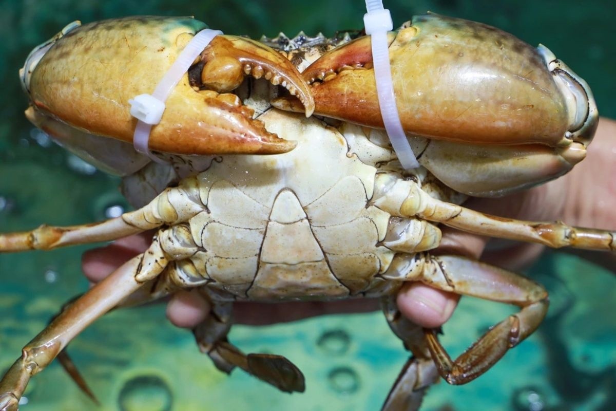 cua biển Cà Mau từ món ăn dân dã đã thành đặc sản