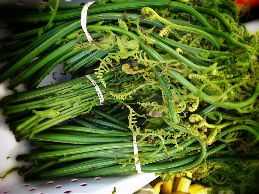 Nộm rau dớn – hương vị mộc mạc của núi rừng Tây Bắc