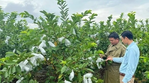 Nông nghiệp hàng hóa: Đòn bẩy nâng cao thu nhập cho nông dân