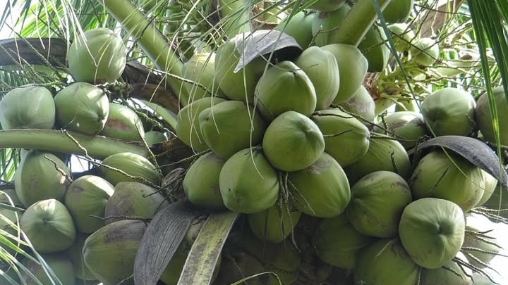 Giá dừa ĐBSCL lao dốc: Cú sốc "thanh lọc" thị trường và hệ lụy từ tăng trưởng "nóng"