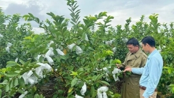 Nông nghiệp hàng hóa: Đòn bẩy nâng cao thu nhập cho nông dân