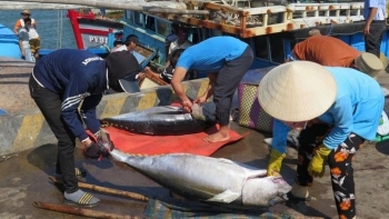 Gỡ “thẻ vàng” IUU: Bước tiến mới cho thủy sản Việt