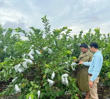 Nông nghiệp hàng hóa: Đòn bẩy nâng cao thu nhập cho nông dân