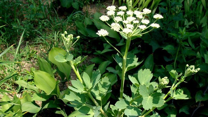 Phòng phong: Vị thuốc vàng chống “phong tà” ngàn đời vẫn quý