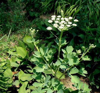 Phòng phong: Vị thuốc vàng chống “phong tà” ngàn đời vẫn quý