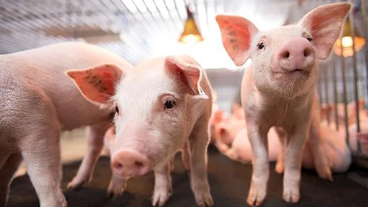 Giá heo hơi tiếp tục giảm, miền Bắc xuống dưới 50.000 đồng/kg