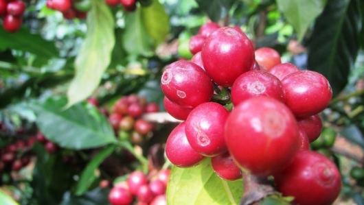 Cà phê vào vụ, giá cao kỷ lục, nhà vườn Sơn La phấn khởi