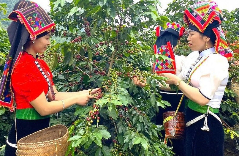 Cà phê vào vụ, giá cao kỷ lục, nhà vườn Sơn La phấn khởi Cà phê vào vụ, giá cao kỷ lục, nhà vườn Sơn La phấn khởi