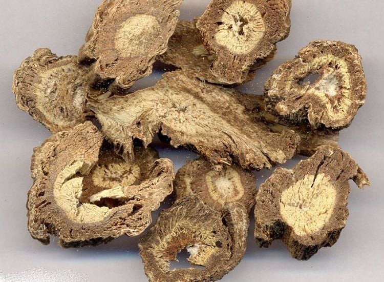 Độc hoạt – Vị thuốc quý giúp giảm đau xương khớp từ thiên nhiên