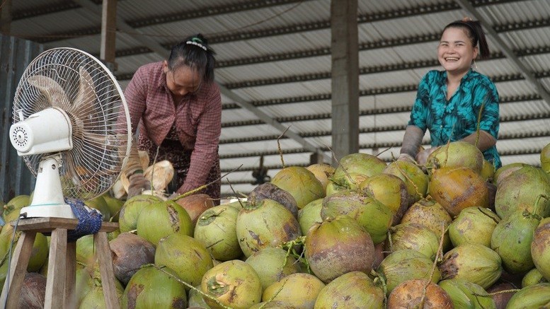 Ngành dừa Việt tái cấu trúc sinh thái - tuần hoàn để xây dựng thương hiệu