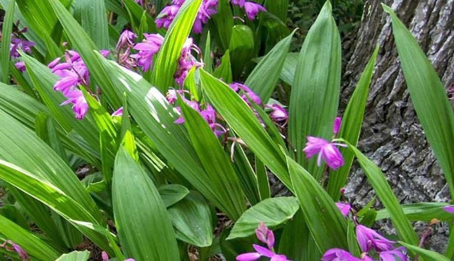 Bạch cập – Vị thuốc quý từ lan địa sinh giúp cầm máu và làm lành vết thương