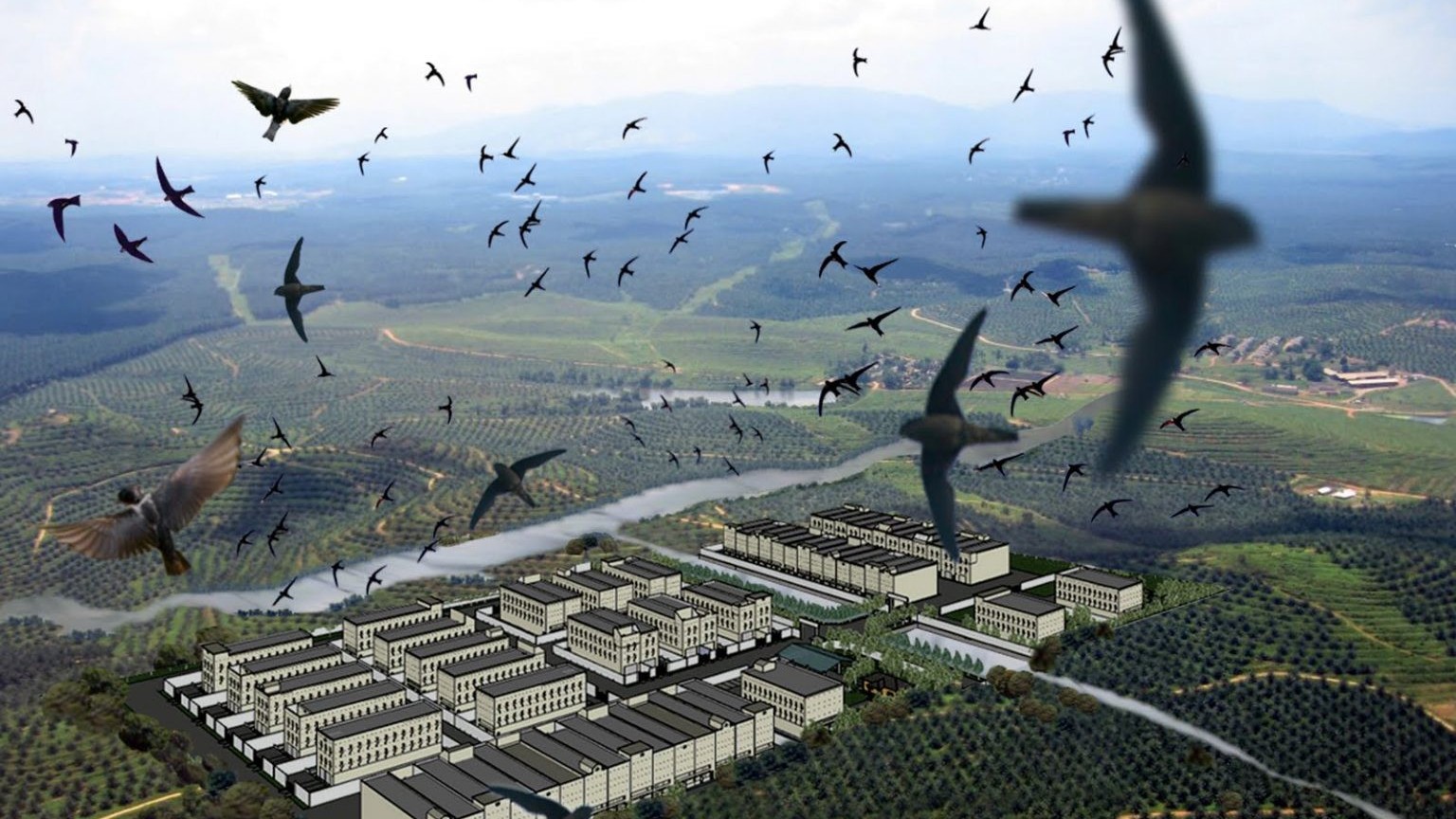 Bảo tồn gen và thương hiệu quốc gia: Hai trụ cột cho ngành yến bền vững