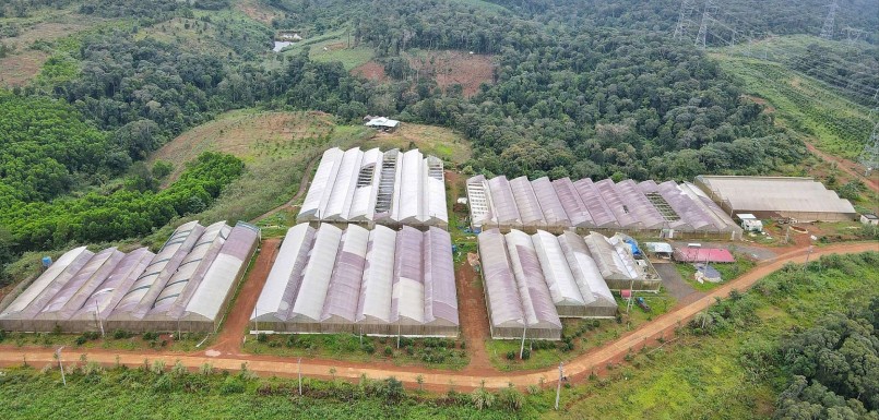 Vùng sản xuất rau, củ, quả ứng dụng công nghệ cao ở xã Măng Đen.