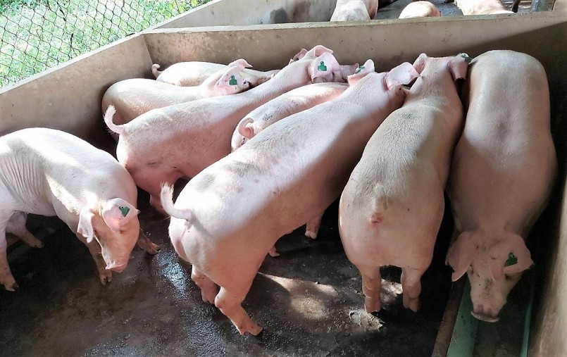 Giá heo hơi tiếp tục giảm tại nhiều địa phương trên cả nước Giá heo hơi tiếp tục giảm tại nhiều địa phương trên cả nước