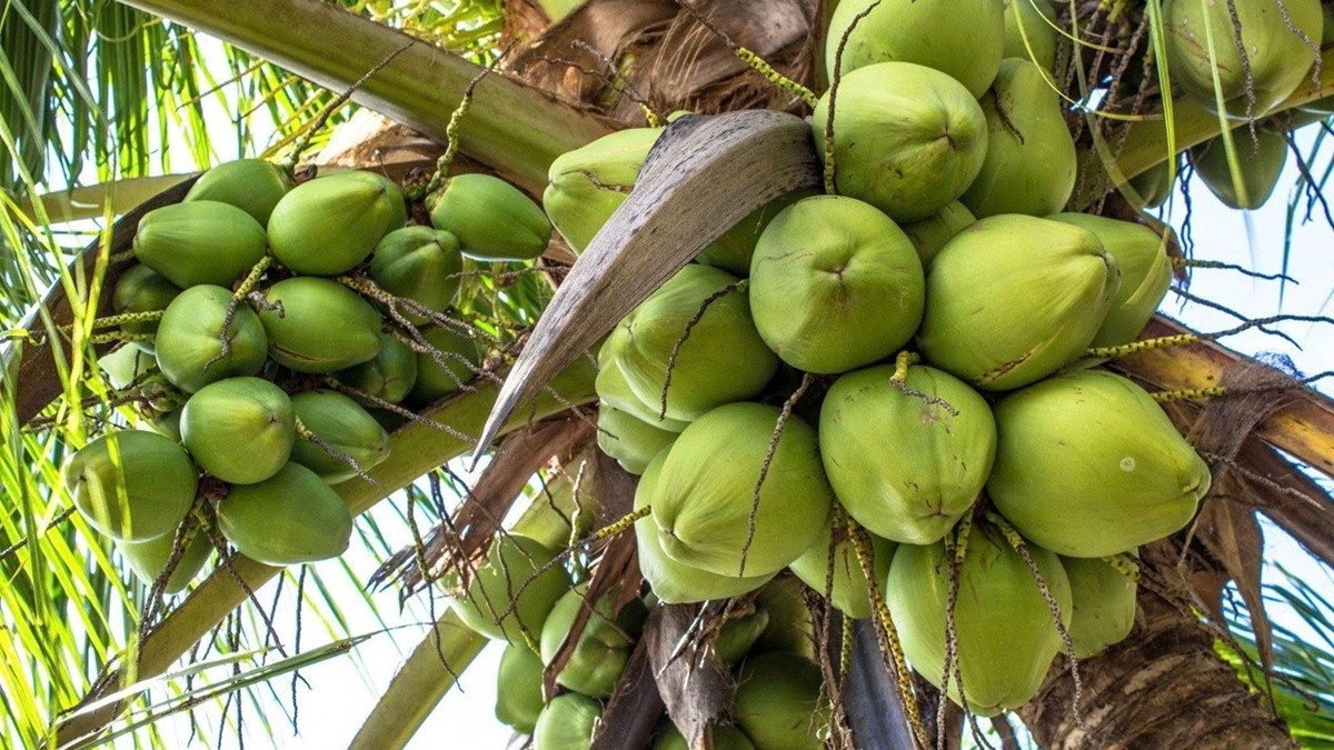 Từ vườn nhỏ đến chuỗi giá trị toàn cầu: Hành trình nâng tầm dừa Việt