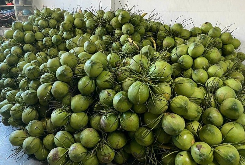 Từ vườn nhỏ đến chuỗi giá trị toàn cầu: Hành trình nâng tầm dừa Việt Từ vườn nhỏ đến chuỗi giá trị toàn cầu: Hành trình nâng tầm dừa Việt