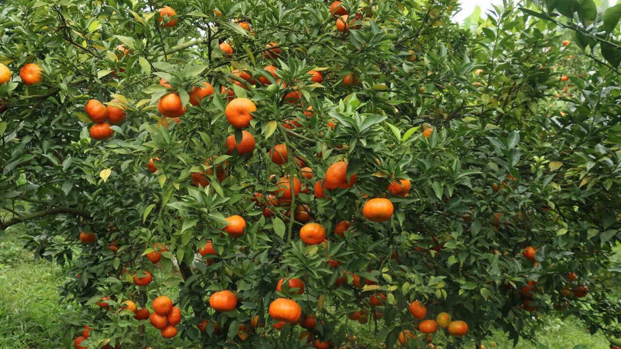 Cam Cao Phong khởi động vụ mới: Hứa hẹn mùa vàng “quả ngọt” bội thu