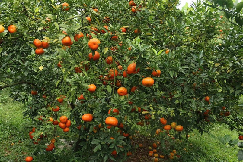 Cam Cao Phong khởi động vụ mới: Hứa hẹn mùa vàng “quả ngọt” bội thu Cam Cao Phong khởi động vụ mới: Hứa hẹn mùa vàng “quả ngọt” bội thu