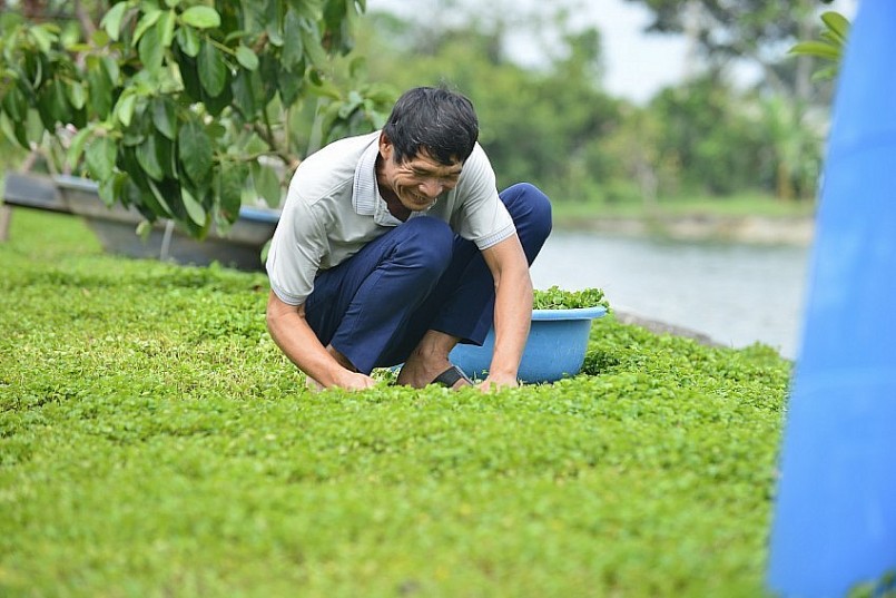 Hành trình rau má bản địa: Từ cây cứu đói đến OCOP bạc tỷ