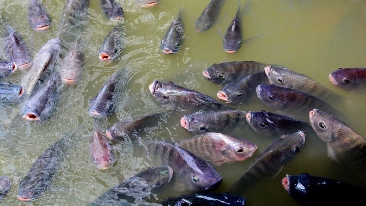 Việt Nam xuất khẩu lô hàng 700 tấn cá rô phi đầu tiên sang Brazil