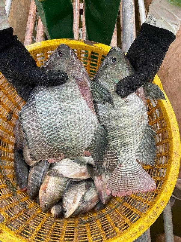 Việt Nam xuất khẩu lô hàng 700 tấn cá rô phi đầu tiên sang Brazil Việt Nam xuất khẩu lô hàng 700 tấn cá rô phi đầu tiên sang Brazil