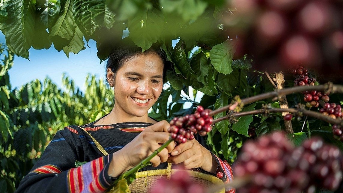 Giá nông sản hôm nay 9/11: Cà phê tăng mạnh, hồ tiêu đi ngang
