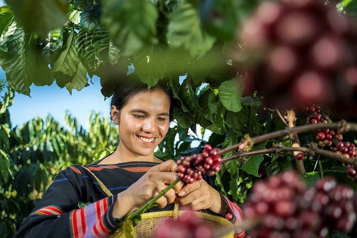 Giá nông sản hôm nay 9/11: Cà phê tăng mạnh, hồ tiêu đi ngang