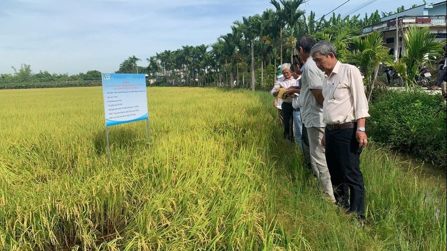 Nhân rộng mô hình lúa hữu cơ: Lợi nhuận tăng 30%, hướng tới sản xuất bền vững