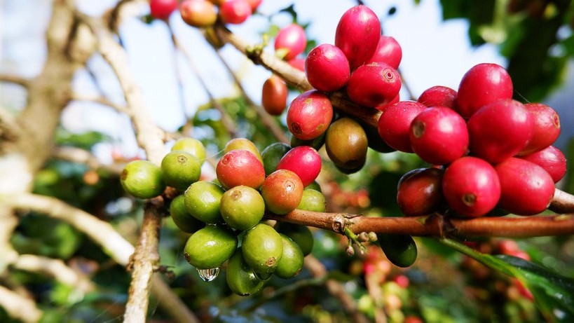 Giá cà phê hôm nay 10/11: Thị trường đồng loạt tăng vọt, trong nước neo sát mốc 120.000 đồng/kg