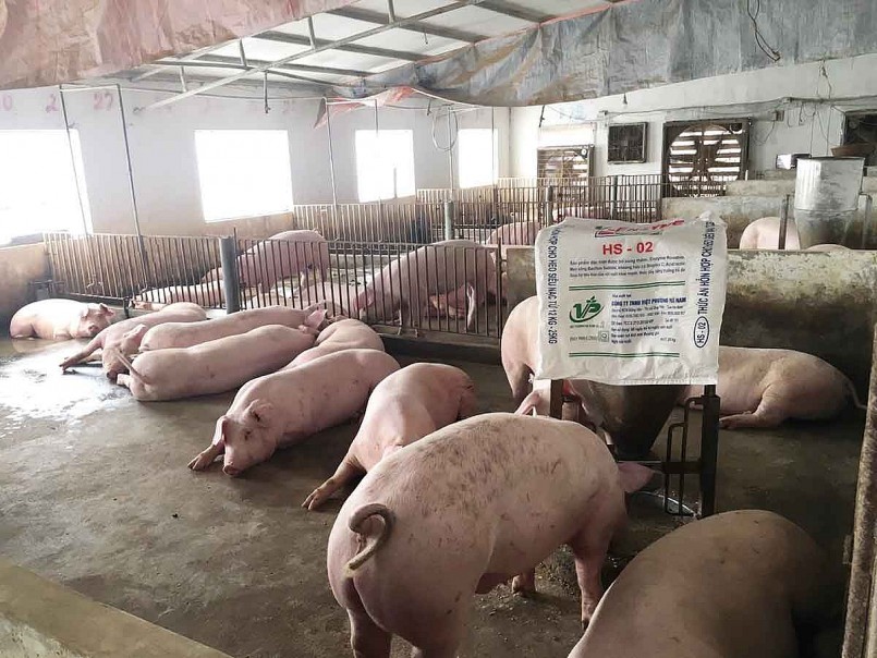 Thị trường heo hơi tiếp tục giảm, giá thấp nhất 47.000 đồng/kg