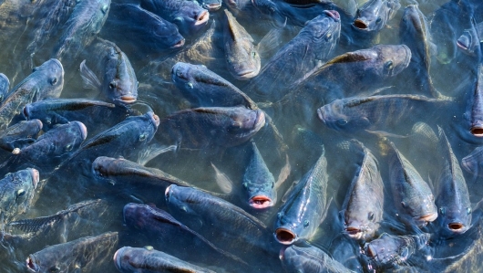 Chuyên gia Việt Nam giúp Cuba giải bài toán 2 tỷ USD nhập khẩu thủy sản