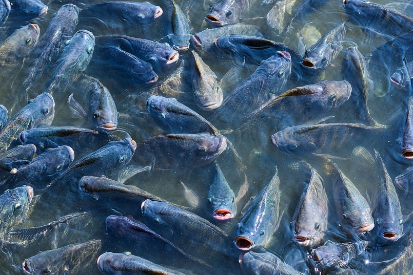 Chuyên gia Việt Nam giúp Cuba giải bài toán 2 tỷ USD nhập khẩu thủy sản Chuyên gia Việt Nam giúp Cuba giải bài toán 2 tỷ USD nhập khẩu thủy sản