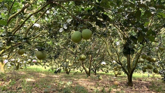 Nâng tầm giá trị "sản phẩm" bưởi da xanh, mít Thái từ tư duy "dám nghĩ, dám làm"