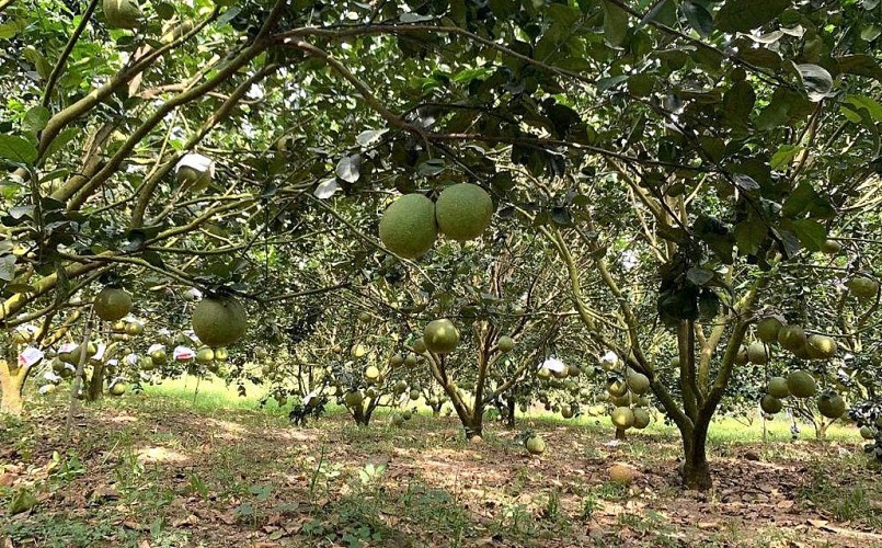 Vườn bưởi trĩu quả của bà con Khánh Vĩnh.