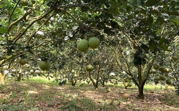 Nâng tầm giá trị 