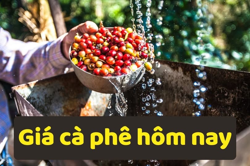 Giá cà phê hôm nay 11/11/2025: Tiếp đà tăng nhẹ, Tây Nguyên rộn ràng bước vào 