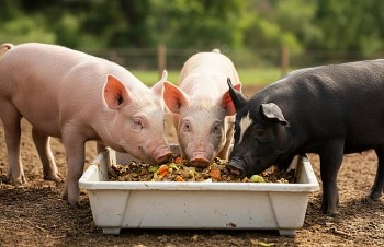 Giá heo hơi tiếp tục giảm trên toàn quốc