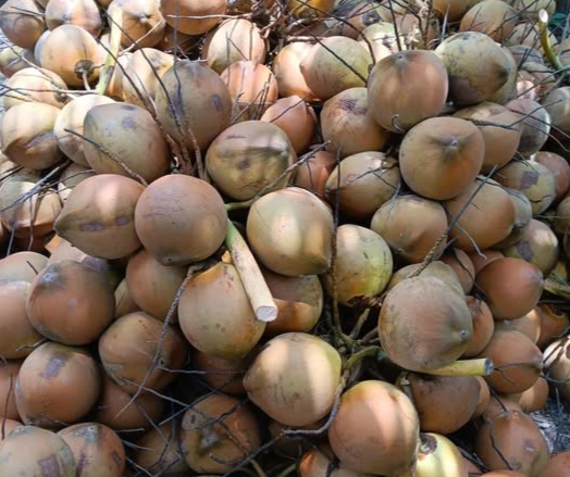 Giá dừa bấp bênh: Thách thức xây dựng thương hiệu dừa Việt trước áp lực cạnh tranh từ hàng nhập khẩu