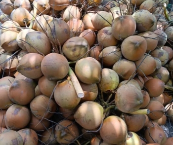 Giá dừa bấp bênh: Thách thức xây dựng thương hiệu dừa Việt trước áp lực cạnh tranh từ hàng nhập khẩu